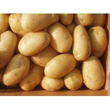 2015 Новый сезон Свежий картофель